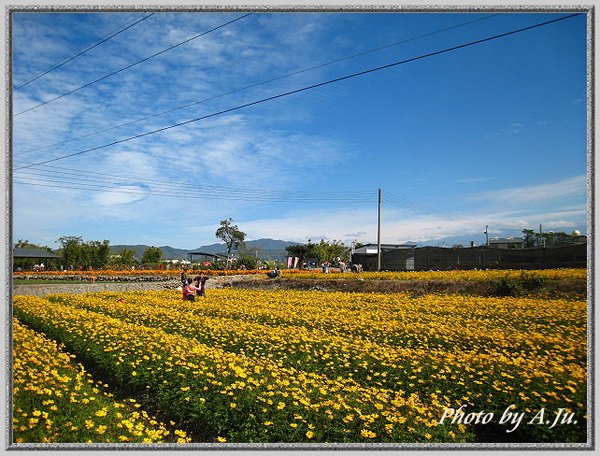 中社觀光花市