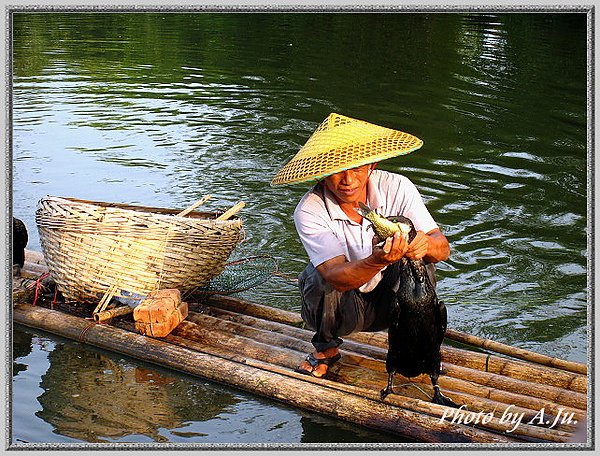 魚鷹補魚