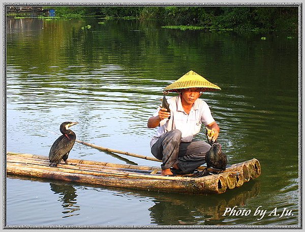 魚鷹補魚