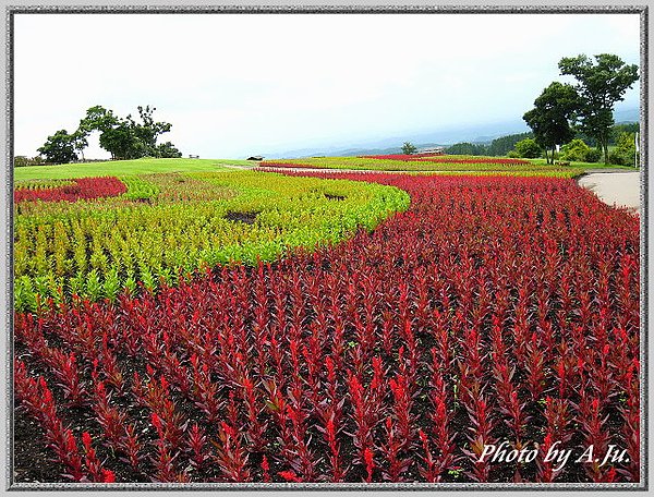 九重花公園15.jpg