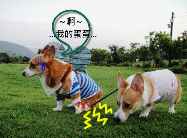 皮皮卡彈.gif