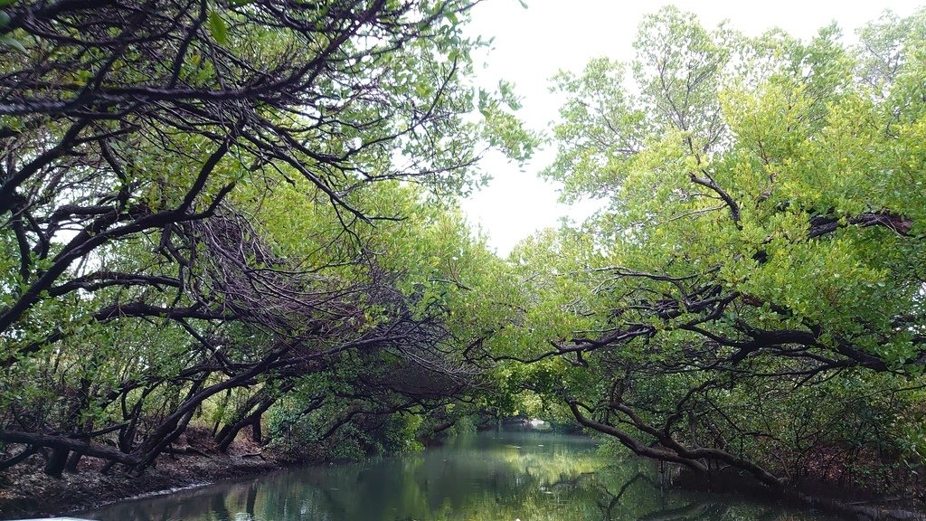 台南-四草綠色隧道（台灣亞馬遜） - 2019.12.28.台南、高雄三日遊