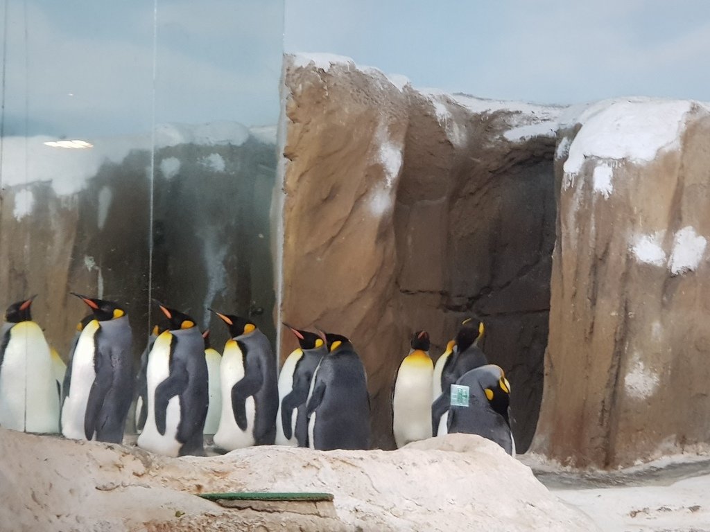 2018.05.05木柵Zoo（企鵝） - 2018.05.05 木柵動物園好友台北遊