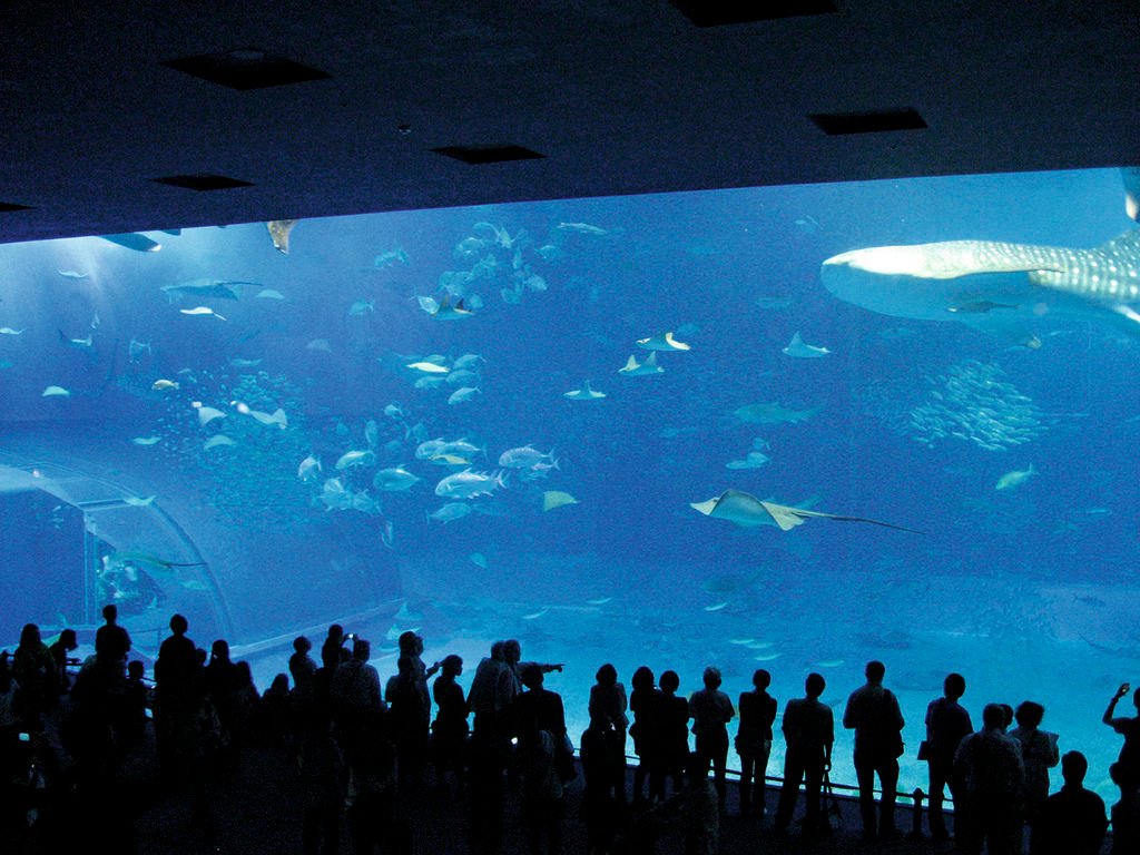 19美之海水族館，好像一個超大型立體電影院.jpg