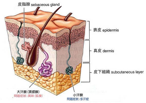 台中miradry 推薦菲仕美