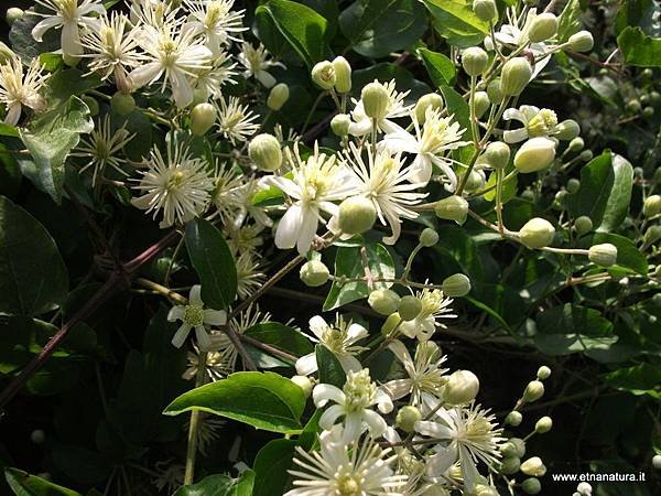 Clematis_vitalba.JPG