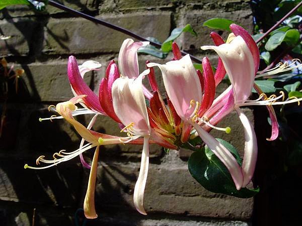 Honeysuckle-.jpg