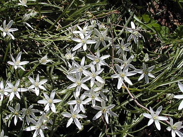 star-of-bethlehem-.jpg