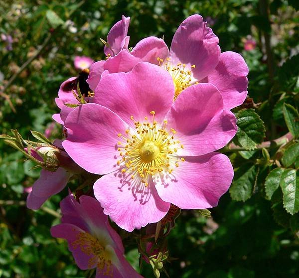 wild rose.jpg