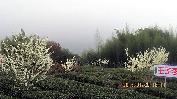 草坪頭－李花 (2).JPG