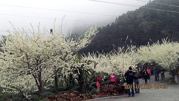 草坪頭－李花 (5).JPG