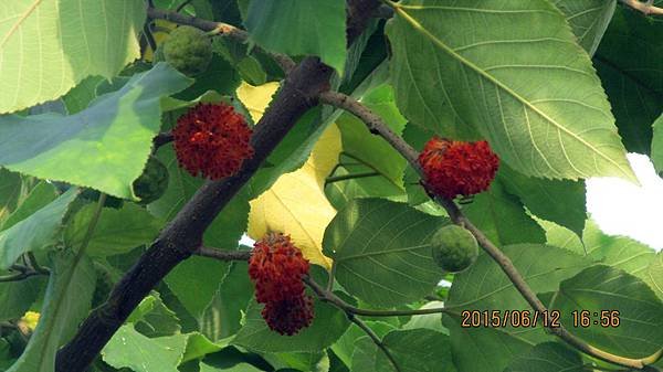 IMG_0172.JPG