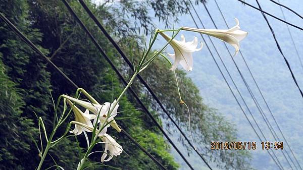 1040615066宜蘭大同鄉英士村.JPG