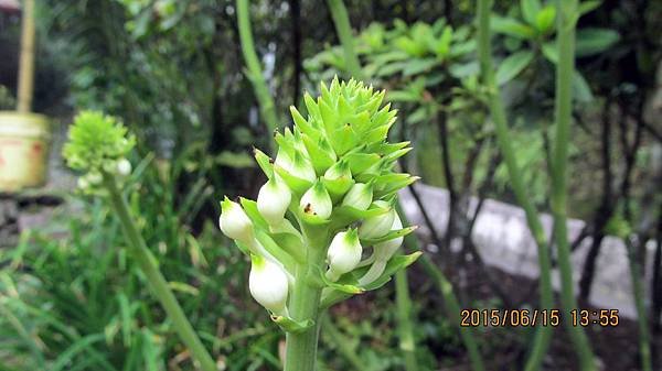 1040615068宜蘭大同鄉英士村.JPG