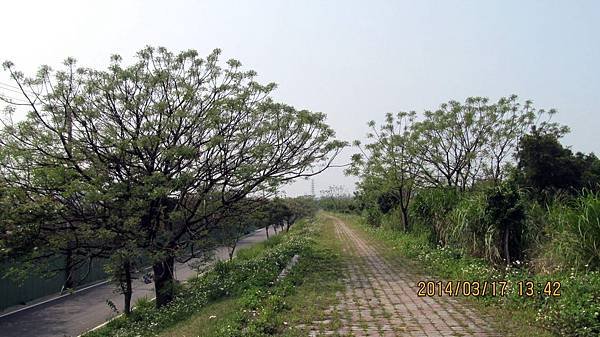 1030317126新埔褒忠義民路溪畔苦楝步道