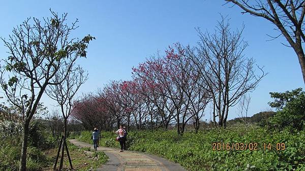 1050303060三芝三生步道-八重櫻.jpg