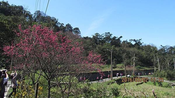 1050303048三板橋古道-八重櫻.jpg