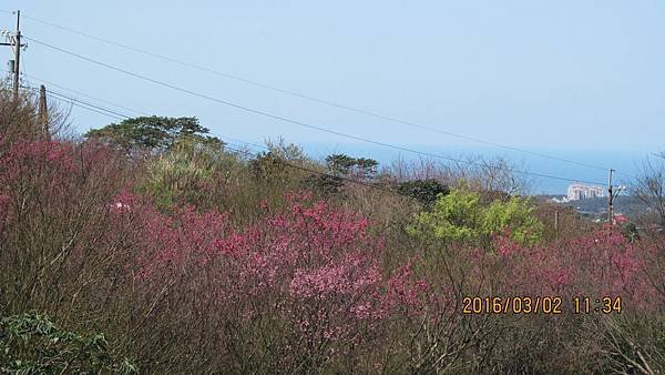 1050303050三板橋古道-八重櫻.jpg