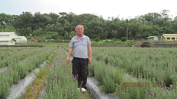 1050510025葛瑞斯香草田