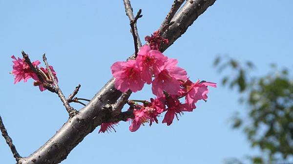 1050307006春光公園-山櫻