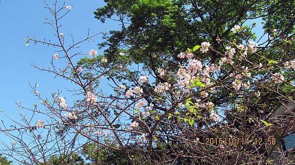 1041014050新竹公園-河津櫻