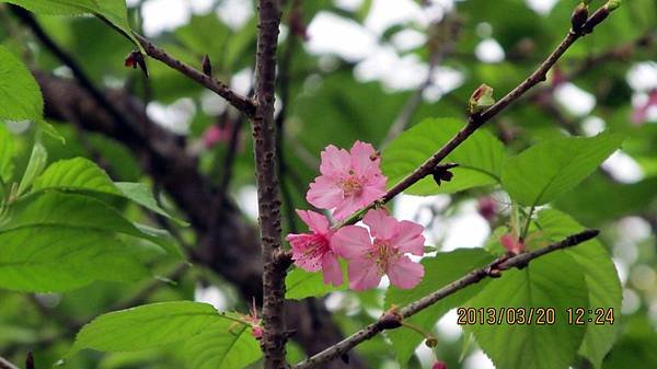 1020320009虎山-吉野櫻