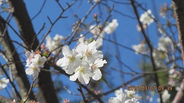 1050303012楓樹湖-白吉野