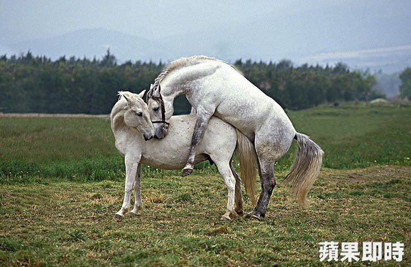 白馬之戰，看起來好優雅喔！一點都不讓人覺得激情