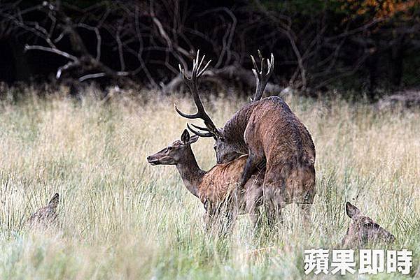 鹿野之戰，彷彿能從春宵持續到元宵