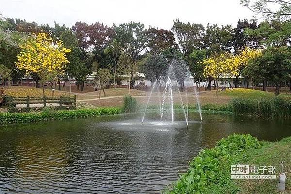 最近正值黃花風鈴木花季，屏科大環境保衛中心提醒花及果實細毛可能誘發過敏，使皮膚發癢，民眾賞花盡量少碰觸