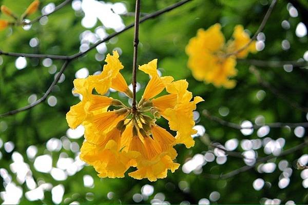 黃花風鈴木 (8).jpg