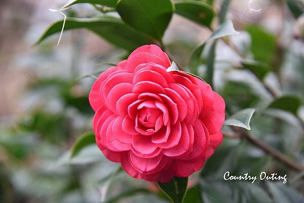 DSC_6832_1.jpg