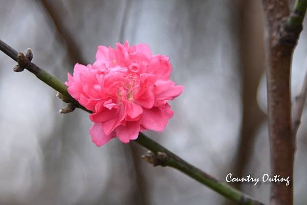 DSC_6970_1.jpg