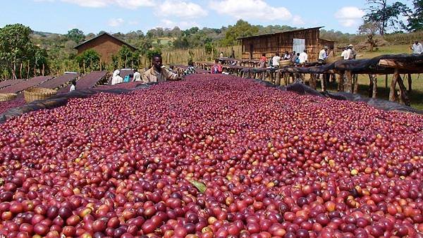 natural-process-coffee.jpg