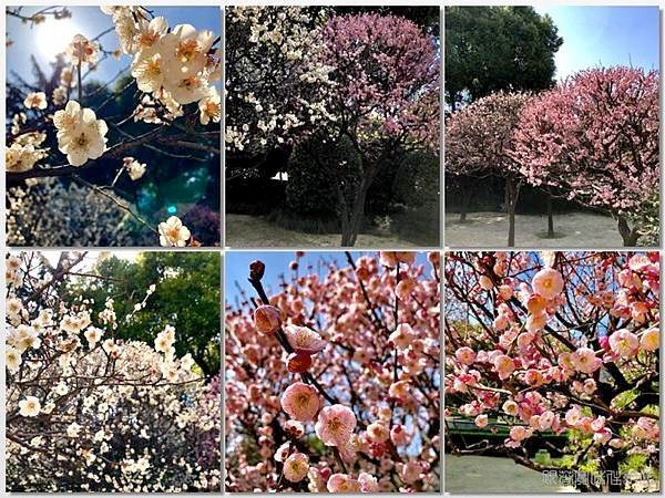 梅花盛開.jpg