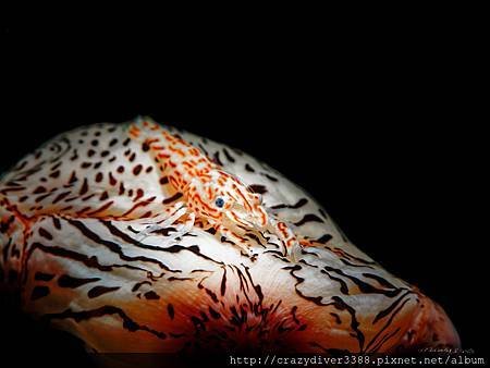 Leopard Shrimp-2.jpg