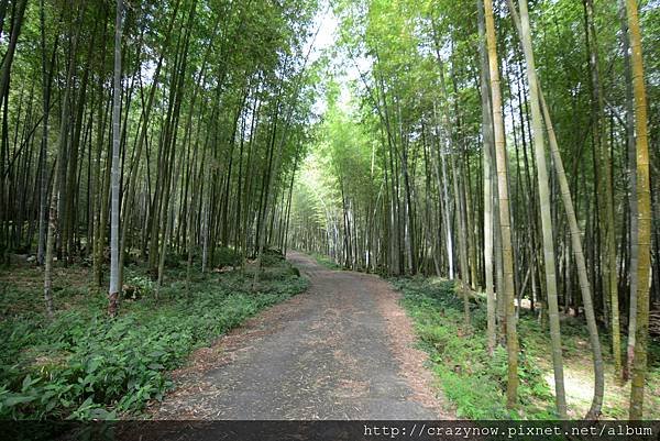 桂竹山莊後面的竹林步道