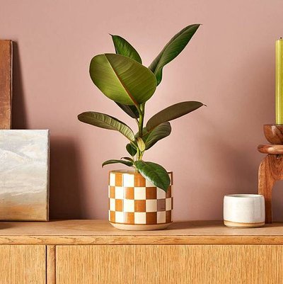 Gardening: 常見英國House Plant種類列表