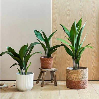 Gardening: 常見英國House Plant種類列表