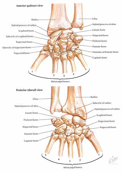 fn-bones-carpal.jpg