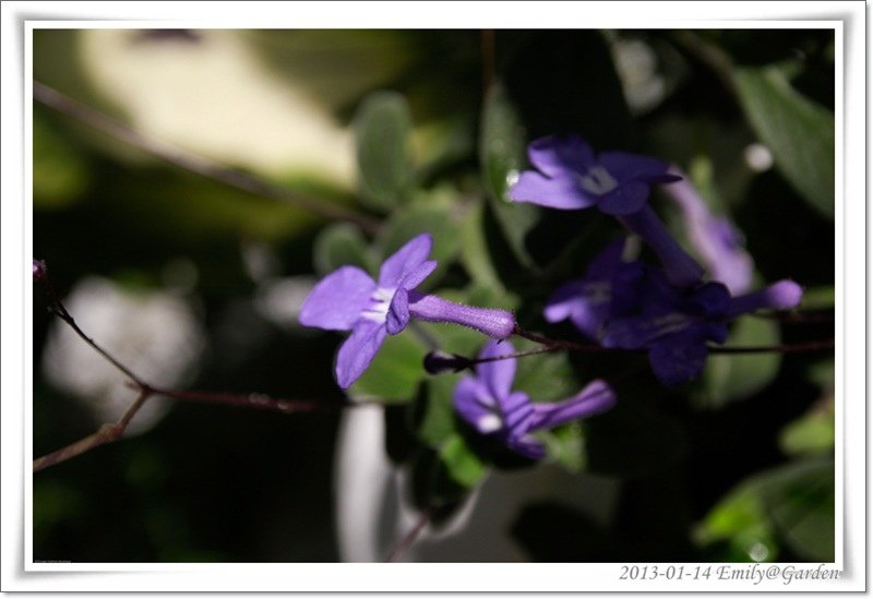 2013-01-14-135047-34花花草草.jpg