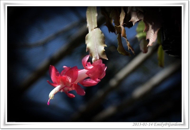 2013-01-14-134844-35花花草草.jpg