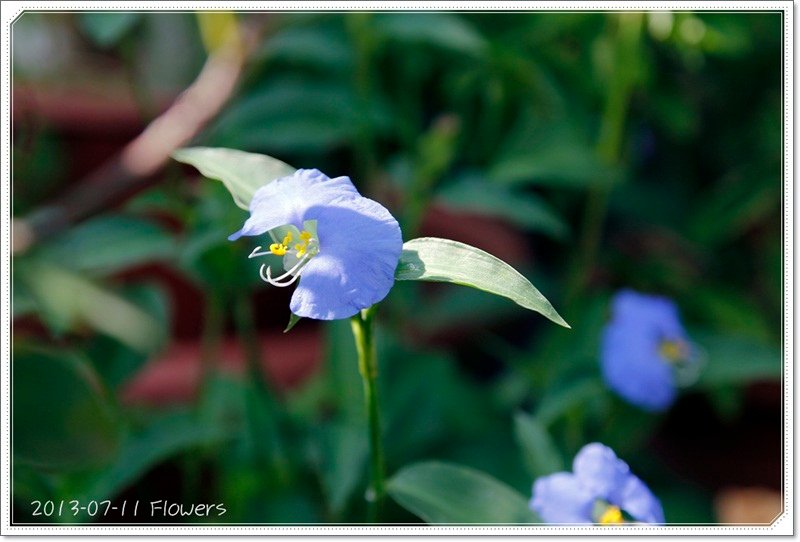 2013-07-11-090015-33花花草草.JPG