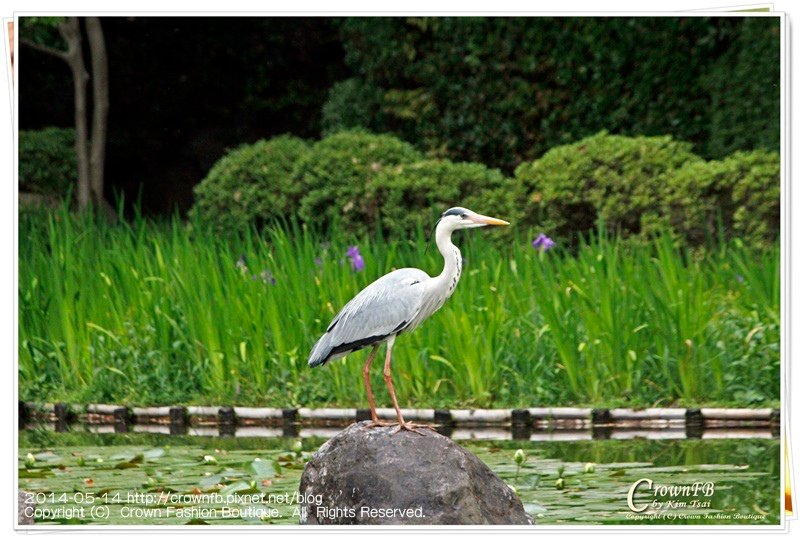 _MG_6401 平安神宮.JPG