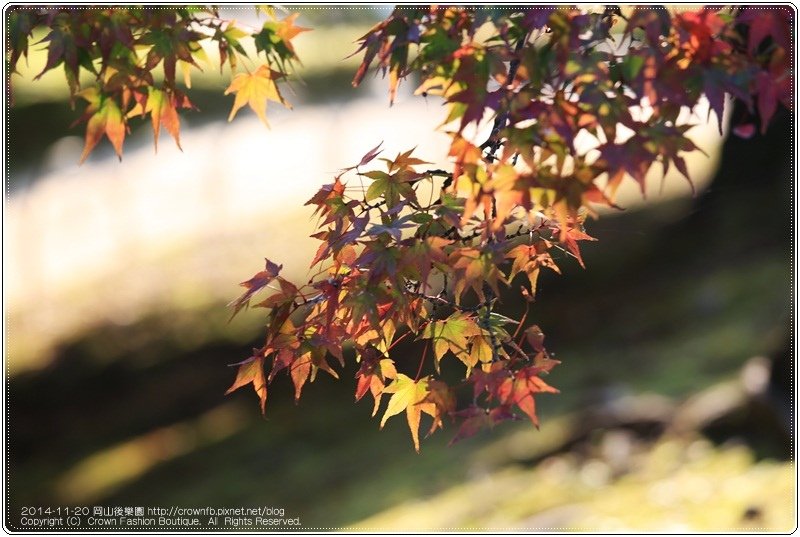 IMG_5694 2014-11-20岡山後樂園.JPG