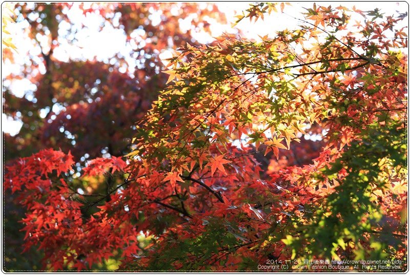 IMG_5695 2014-11-20岡山後樂園.JPG