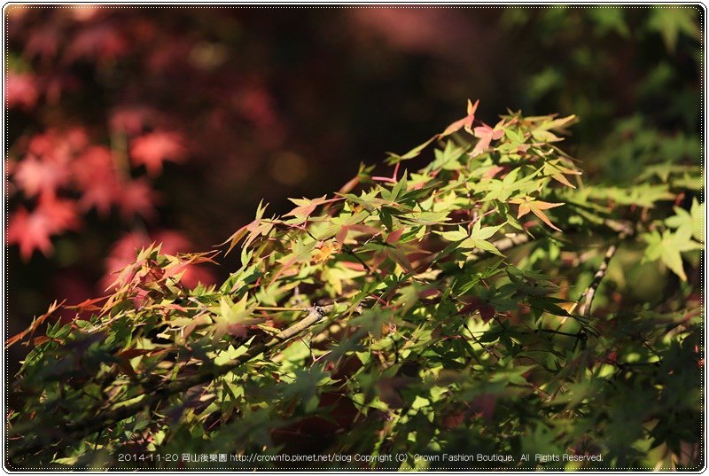 IMG_5725a 2014-11-20岡山後樂園.JPG