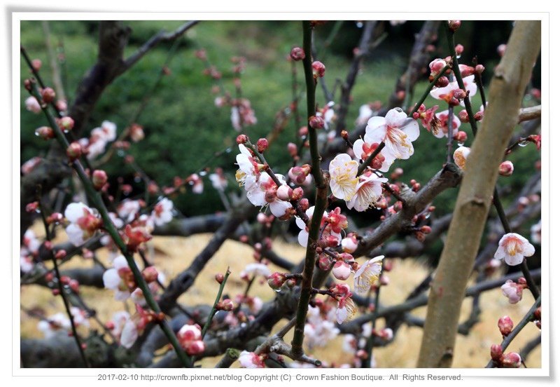 5-1 IMG_1997a 鹿兒島.JPG