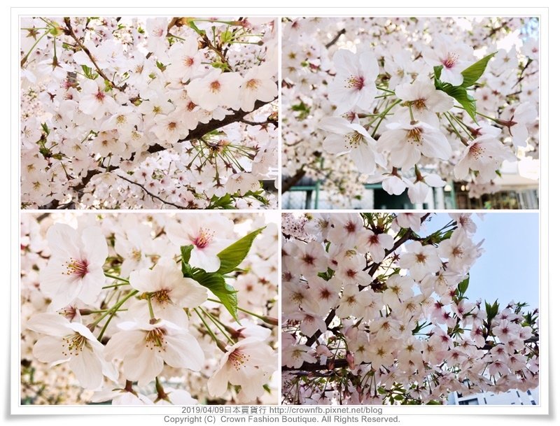 20190409櫻花.jpg