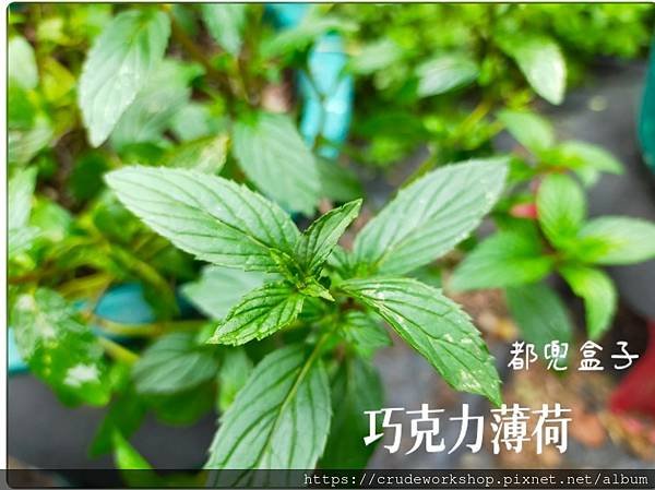 其他知識 (十) 都兜盒子農場-新鮮綠薄荷葉(請聯繫洽詢，庫